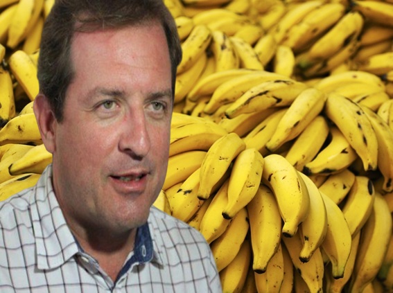 Pego no flagra: Com aulas suspensas Fabio Tyrone anuncia licitação da merenda escolar e pretender gastar mais de R$300 mil só com bananas 14042020 bananas - Pego no flagra: Com aulas suspensas Fabio Tyrone anuncia licitação da merenda escolar e pretender gastar mais de R$300 mil só com bananas