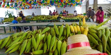 Agricultores, cozinheiras e artesãos vivem expectativa para o V Festival do Milho da Cecaf milho - Agricultores, cozinheiras e artesãos vivem expectativa para o V Festival do Milho da Cecaf