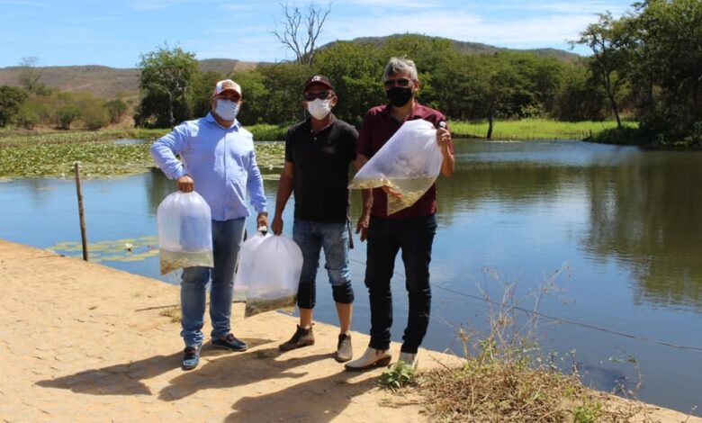 Peixamento: Açudes de Venha-Ver recebem 20 mil alevinos por meio da prefeitura em parceria com DNOSC. peixes 780x470 - Peixamento: Açudes de Venha-Ver recebem 20 mil alevinos por meio da prefeitura em parceria com DNOSC.