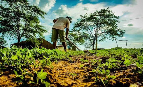 agricultor santa helena - BOA: Agricultores de Santa Helena recebem recursos do seguro garantia safra 2020/2021