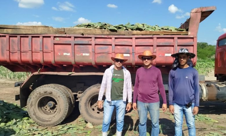 Prefeitura de Belém do Brejo do Cruz Colhe os Frutos da Parceria com o INSA e Beneficia Produtores com Palma Forrageira bbc1 780x470 - Prefeitura de Belém do Brejo do Cruz Colhe os Frutos da Parceria com o INSA e Beneficia Produtores com Palma Forrageira