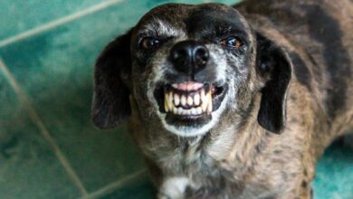 cachorro 390x220 - Homem tem orelha arrancada após ataque de cachorro de rua em Sousa