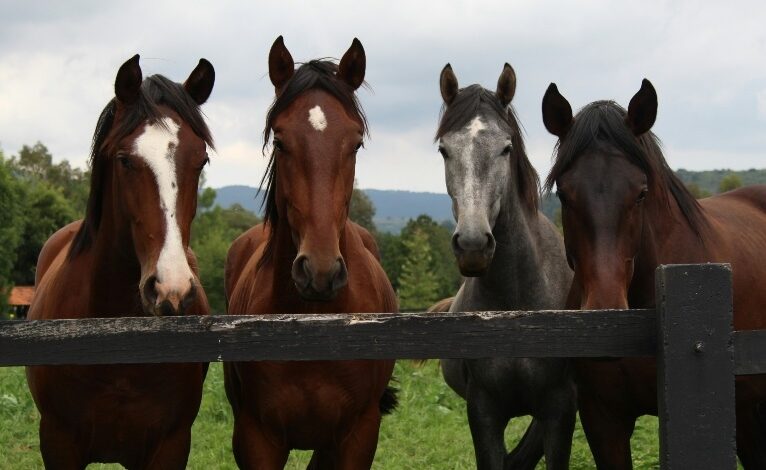 Aumenta para 284 o número de cavalos mortos em caso inédito de ração tóxica, diz Ministério da Agricultura CAVALOS 766x470 - Aumenta para 284 o número de cavalos mortos em caso inédito de ração tóxica, diz Ministério da Agricultura