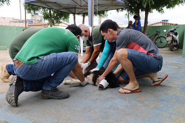 Prefeitura de Belo Jardim inicia mutirão de sorologia em cães para combate à Leishmaniose bj 1 - Prefeitura de Belo Jardim inicia mutirão de sorologia em cães para combate à Leishmaniose