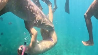 Novas imagens revela momento de mordida de tubarão em advogada durante mergulho em Fernando de Noronha TUBARAO 390x220 - Novas imagens revela momento de mordida de tubarão em advogada durante mergulho em Fernando de Noronha
