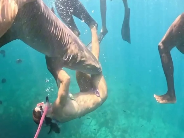 Novas imagens revela momento de mordida de tubarão em advogada durante mergulho em Fernando de Noronha TUBARAO - Novas imagens revela momento de mordida de tubarão em advogada durante mergulho em Fernando de Noronha