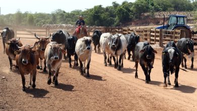 rebanho 390x220 - Prefeitura de Tenente Ananias convoca produtores para declaração obrigatória do rebanho