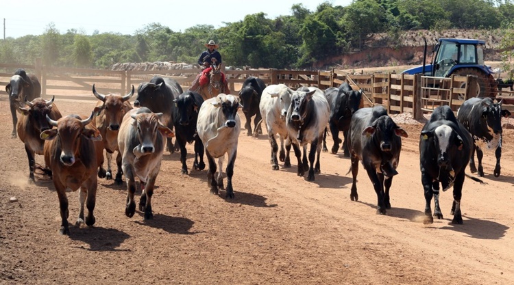 Prefeitura de Tenente Ananias convoca produtores para declaração obrigatória do rebanho rebanho - Prefeitura de Tenente Ananias convoca produtores para declaração obrigatória do rebanho