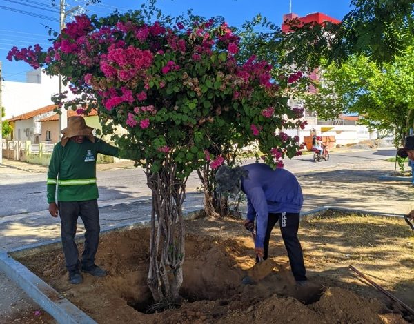 SEMADS realiza plantio de espécies nativas e frutíferas e reforça ações de arborização urbana em Patos patosplanta 600x470 - SEMADS realiza plantio de espécies nativas e frutíferas e reforça ações de arborização urbana em Patos